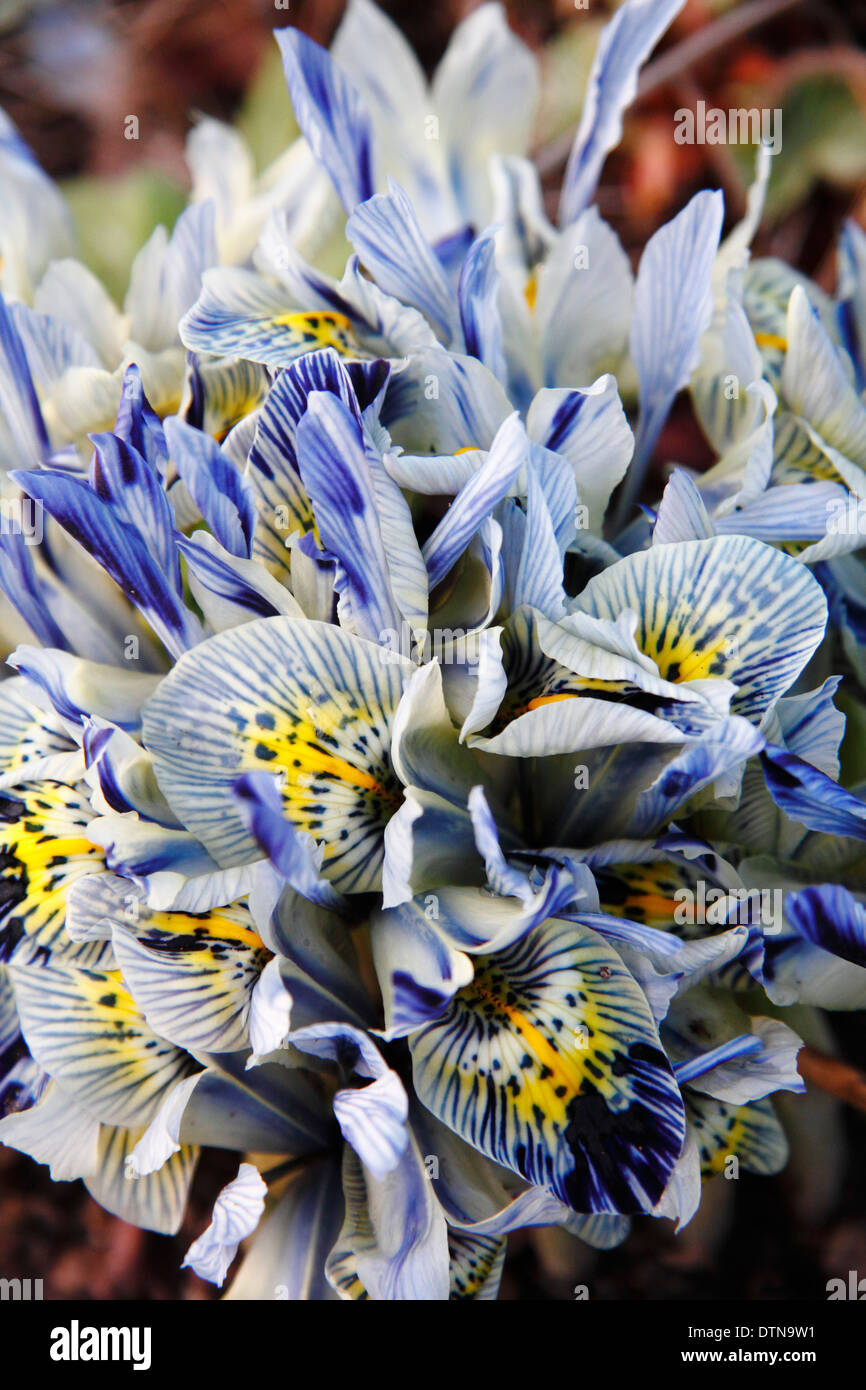Iris reticulata " Katharine Hodgkin' sboccia in un giardino di inverno - Febbraio, REGNO UNITO Foto Stock