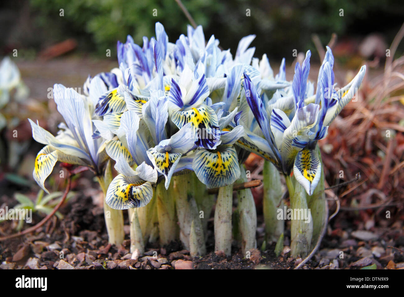 Iris reticulata " Katharine Hodgkin' sboccia in un giardino di inverno - Febbraio, REGNO UNITO Foto Stock