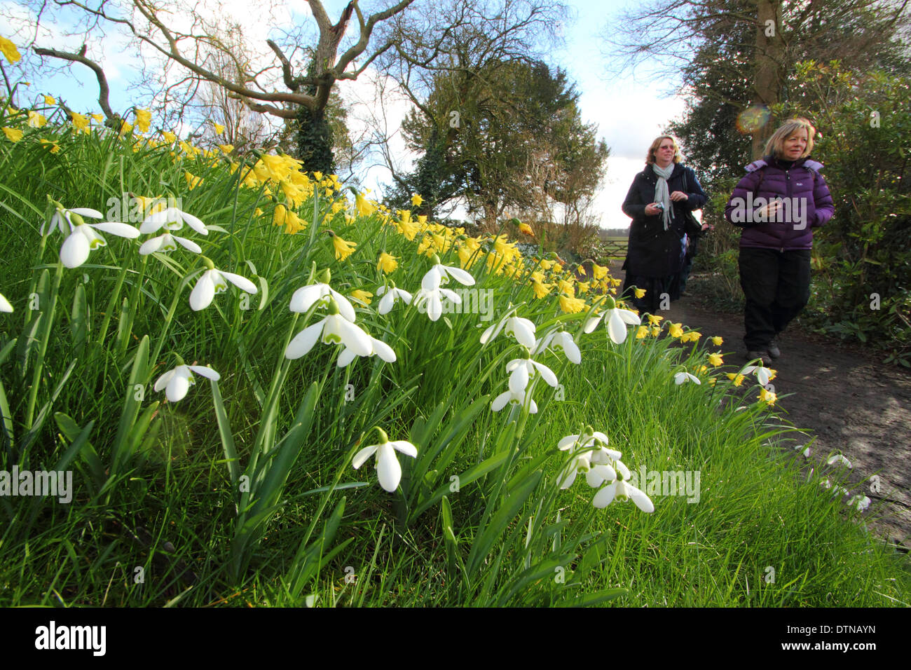 I visitatori a piedi da bucaneve e naricssus 'cedric morris' durante il giardino aperto stagione a Hodsock Priory, Nottinghamshire, Regno Unito Foto Stock