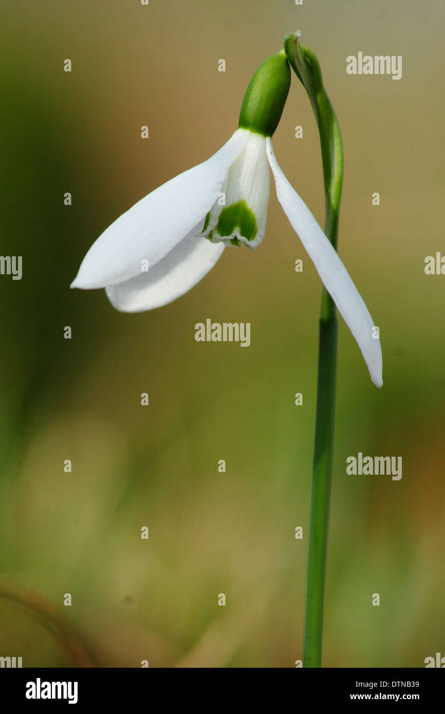 Comune (snowdrop Galanthus nivalis), Inghilterra, Regno Unito Foto Stock