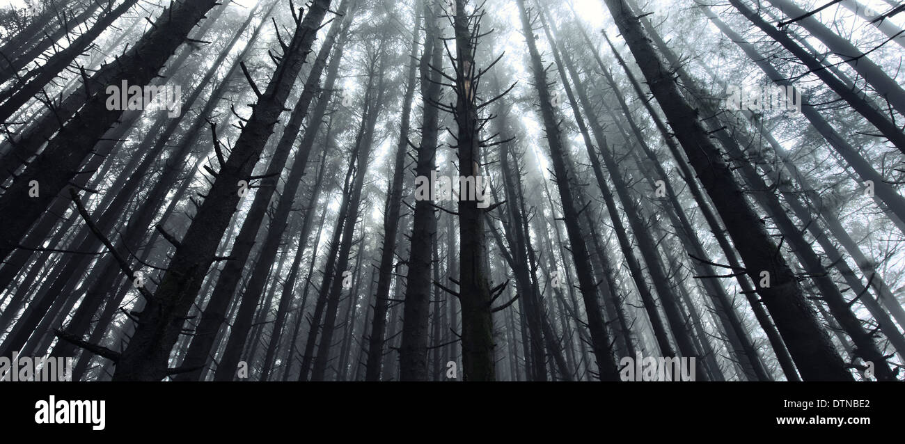 Una foresta scura nella nebbia, Dartmoor Devon Foto Stock