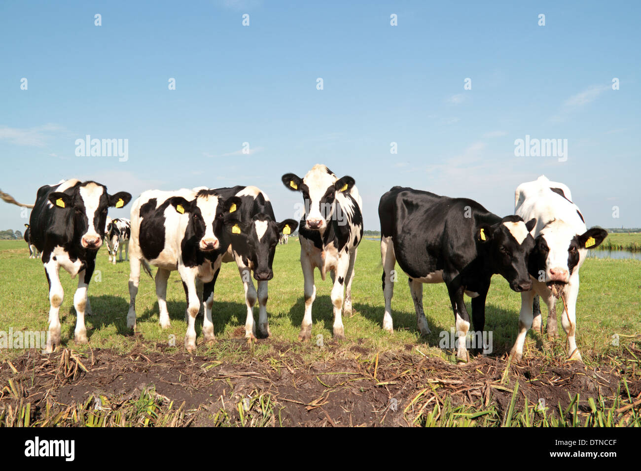 Le mucche in campagna dai Paesi Bassi Foto Stock