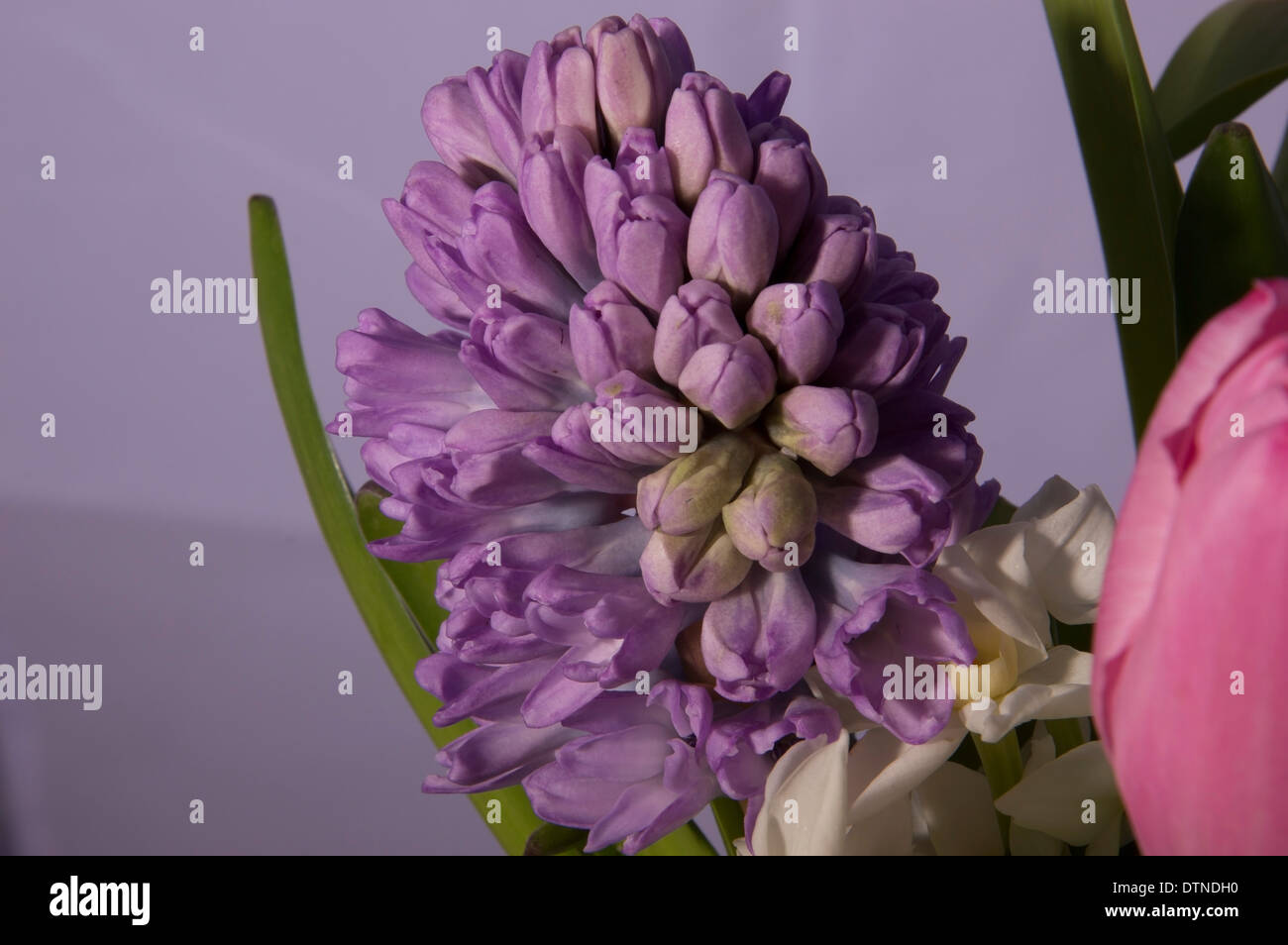 La molla bouquet di fiori, giacinto e TULIP Foto Stock