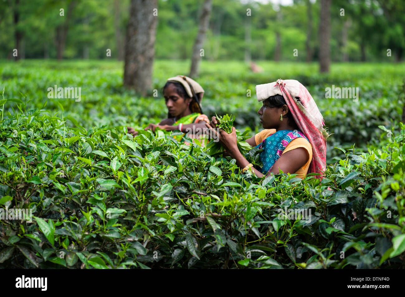 Raccoglitori di tè tè raccolto lascia su di una grande tenuta di tè su 25 Agosto 2011 vicino a Jorhat, Assam, India. Foto Stock