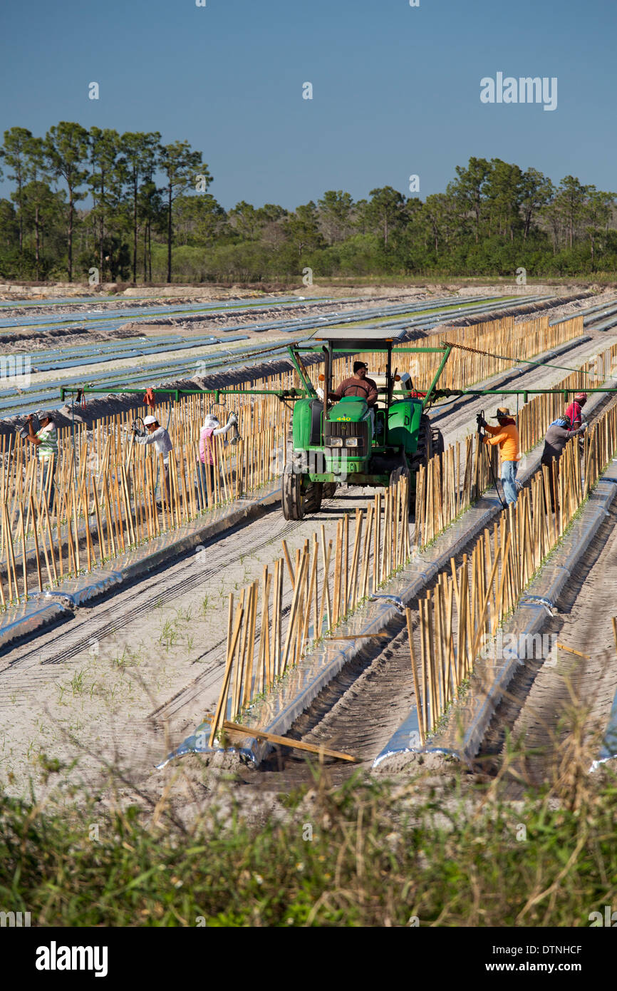 Immokalee, Florida - Lavoratori posto picchetti in righe dove i pomodori crescerà. Foto Stock