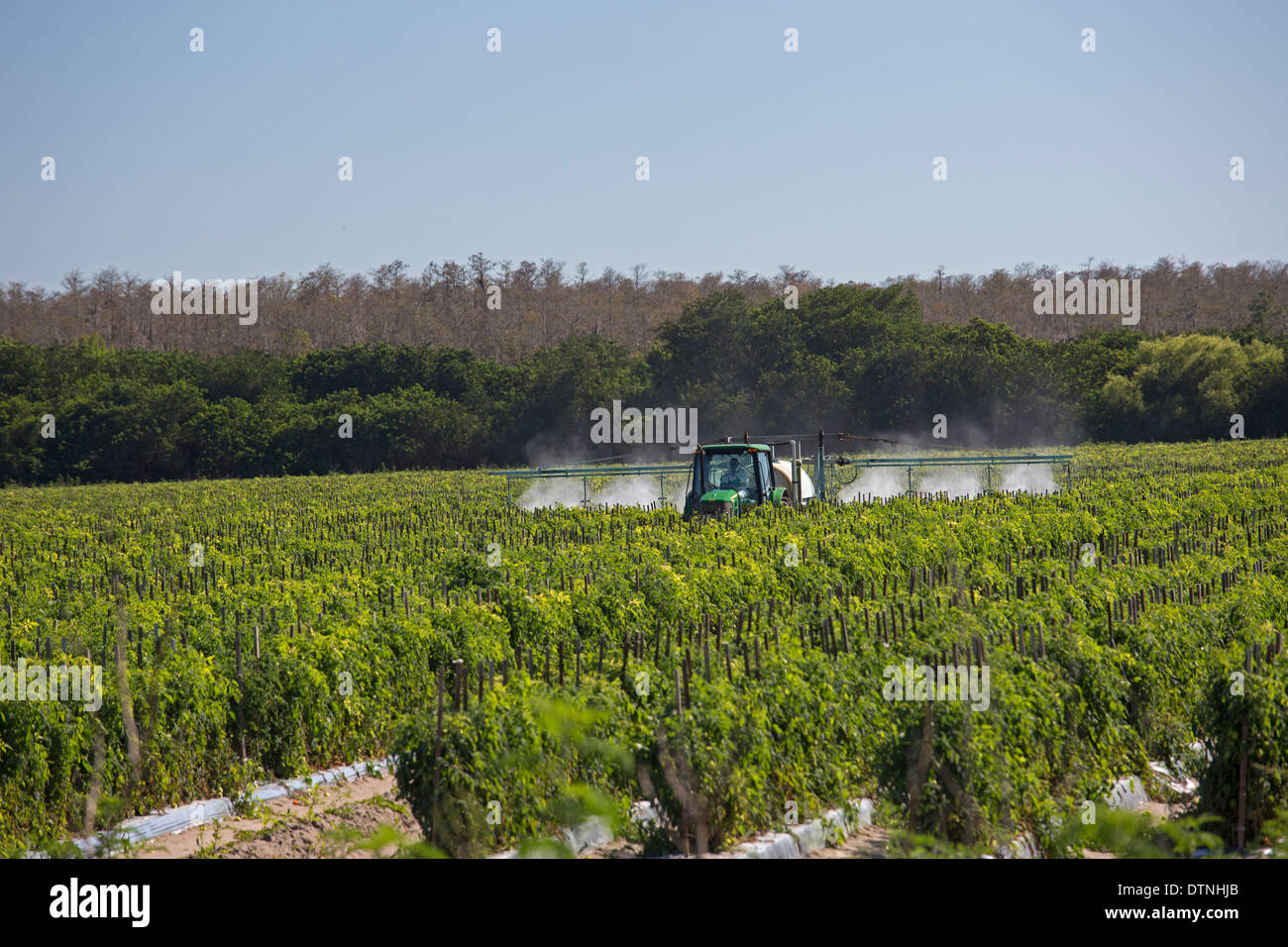Un conducente del trattore di indossare abbigliamento protettivo e un respiratore spray antiparassitari sulle piante di pomodoro in Florida del sud. Foto Stock