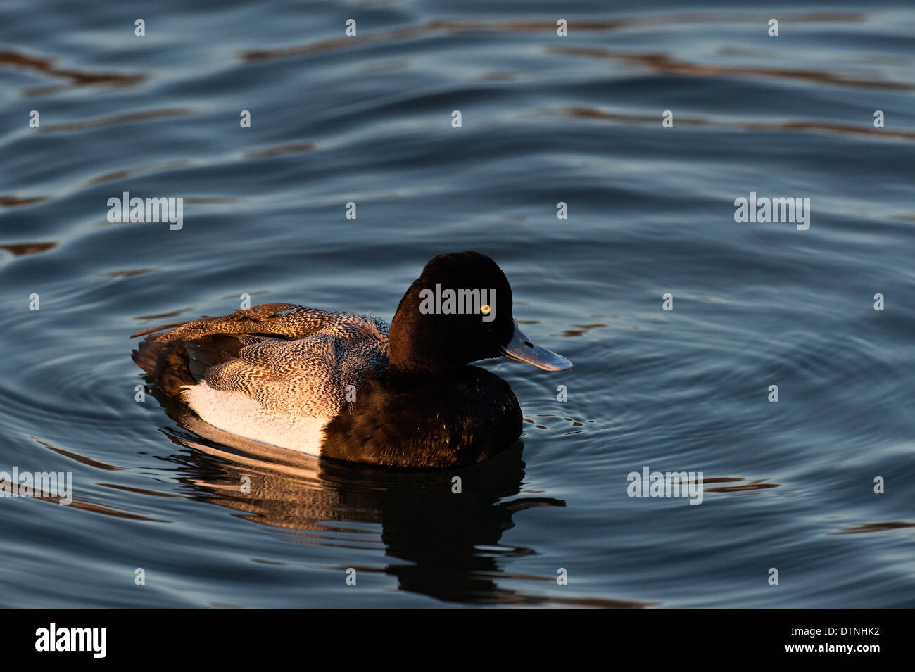 Lesser scaup duck in White Rock Lake, Dallas, Texas, Stati Uniti d'America Foto Stock