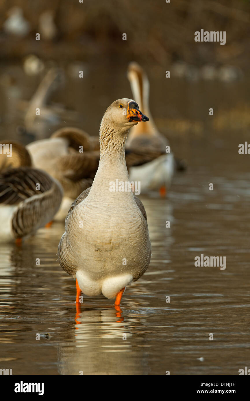 Oca cinesi in White Rock Lake, Dallas, Texas, Stati Uniti d'America Foto Stock