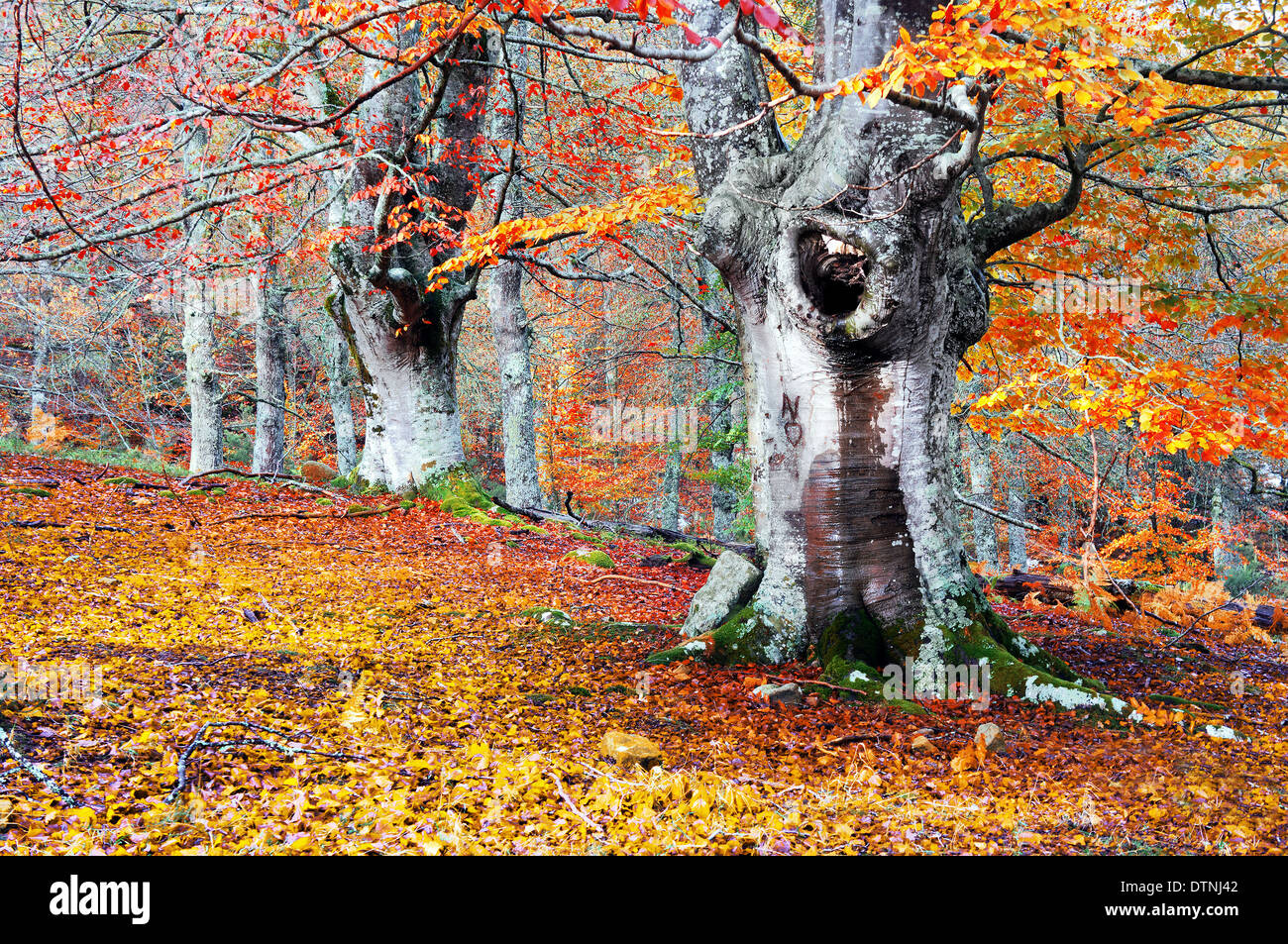 Bosco in autunno con colori vividi e alberi Foto Stock