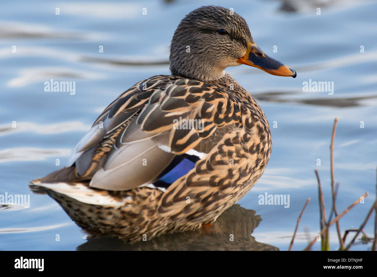 Mallard duck in White Rock Lake, Dallas, Texas, Stati Uniti d'America Foto Stock