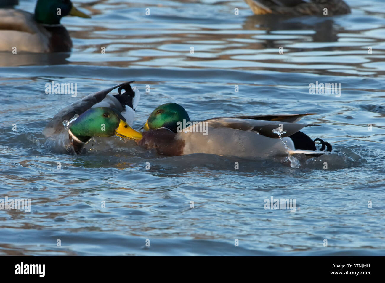 Mallard duck in White Rock Lake, Dallas, Texas, Stati Uniti d'America Foto Stock