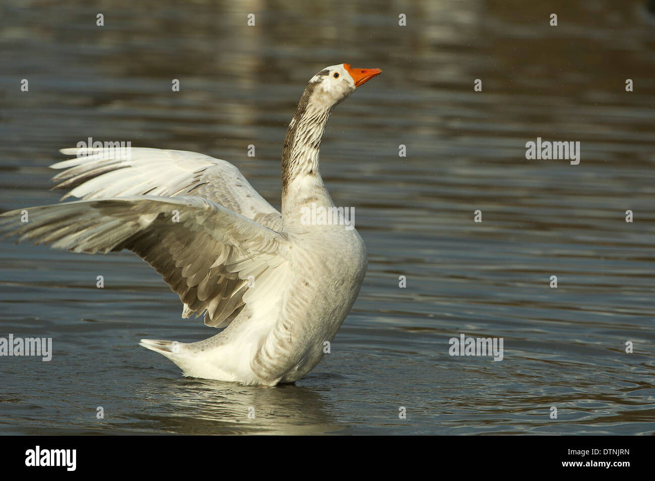 Snow oca in White Rock Lake, Dallas, Texas, Stati Uniti d'America Foto Stock