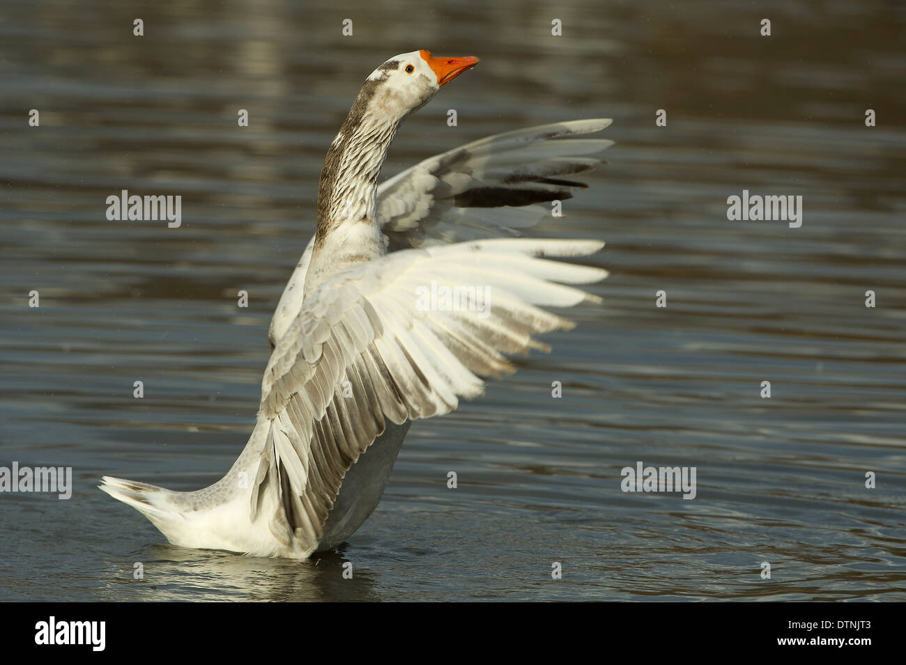 Snow oca in White Rock Lake, Dallas, Texas, Stati Uniti d'America Foto Stock