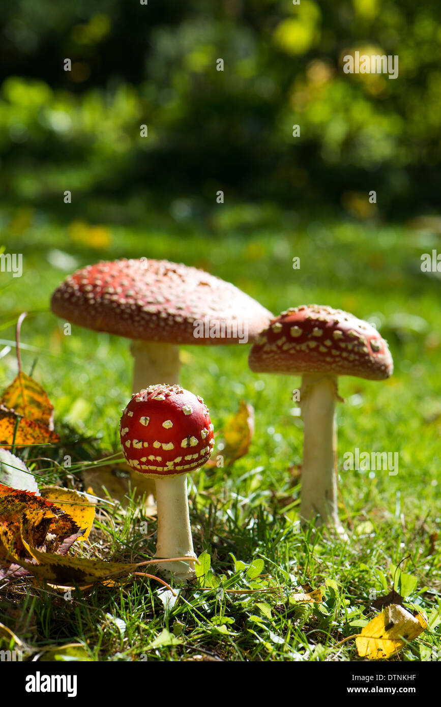 Toadstools in un verde prato Foto Stock