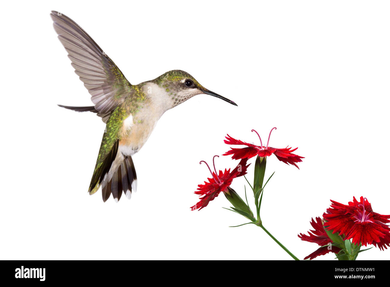 Hummingbird con ali congelate e aprire la coda in bilico su tre rossi dianthus Foto Stock