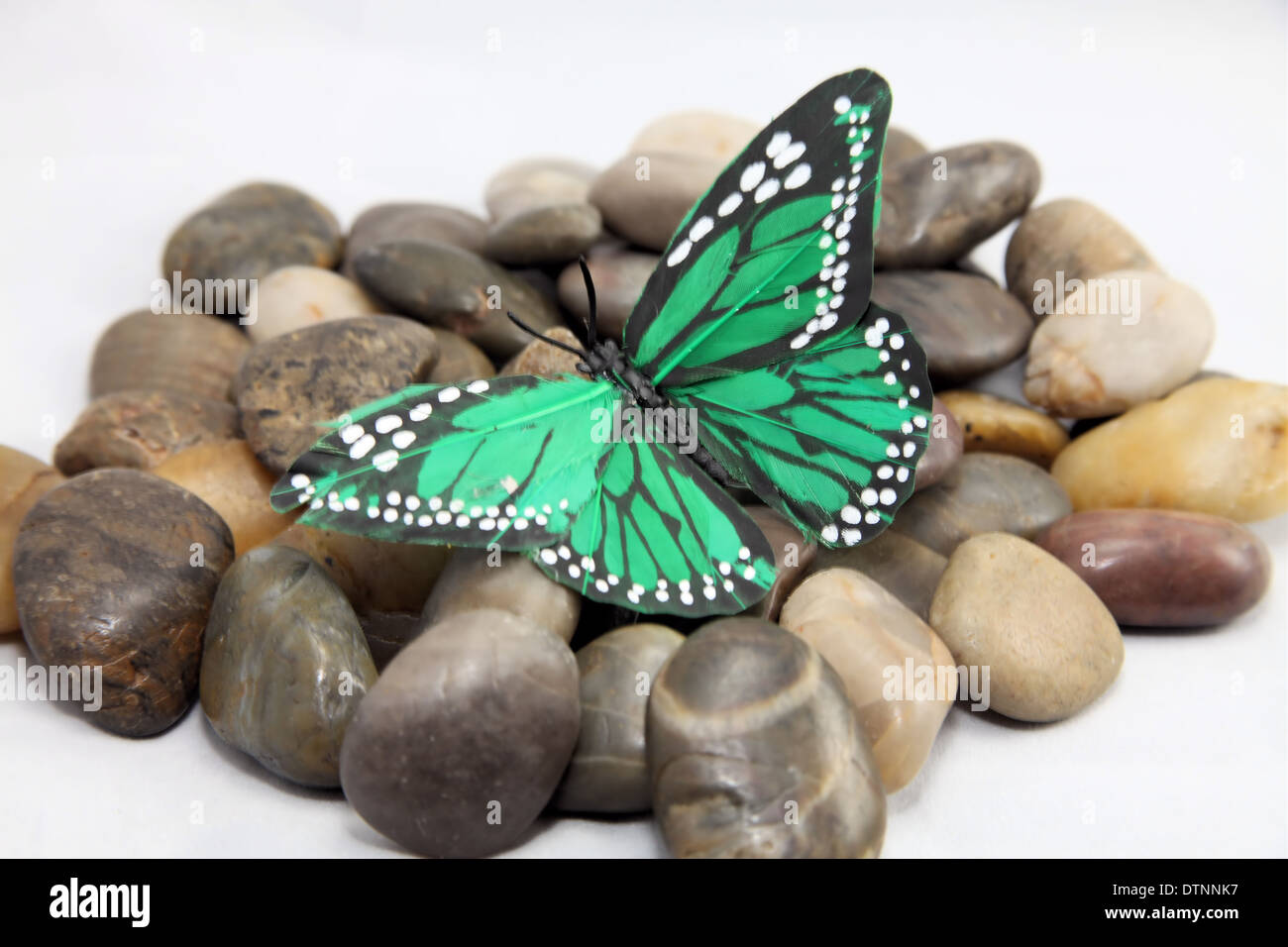 Verde a farfalla in appoggio sulle rocce Foto Stock