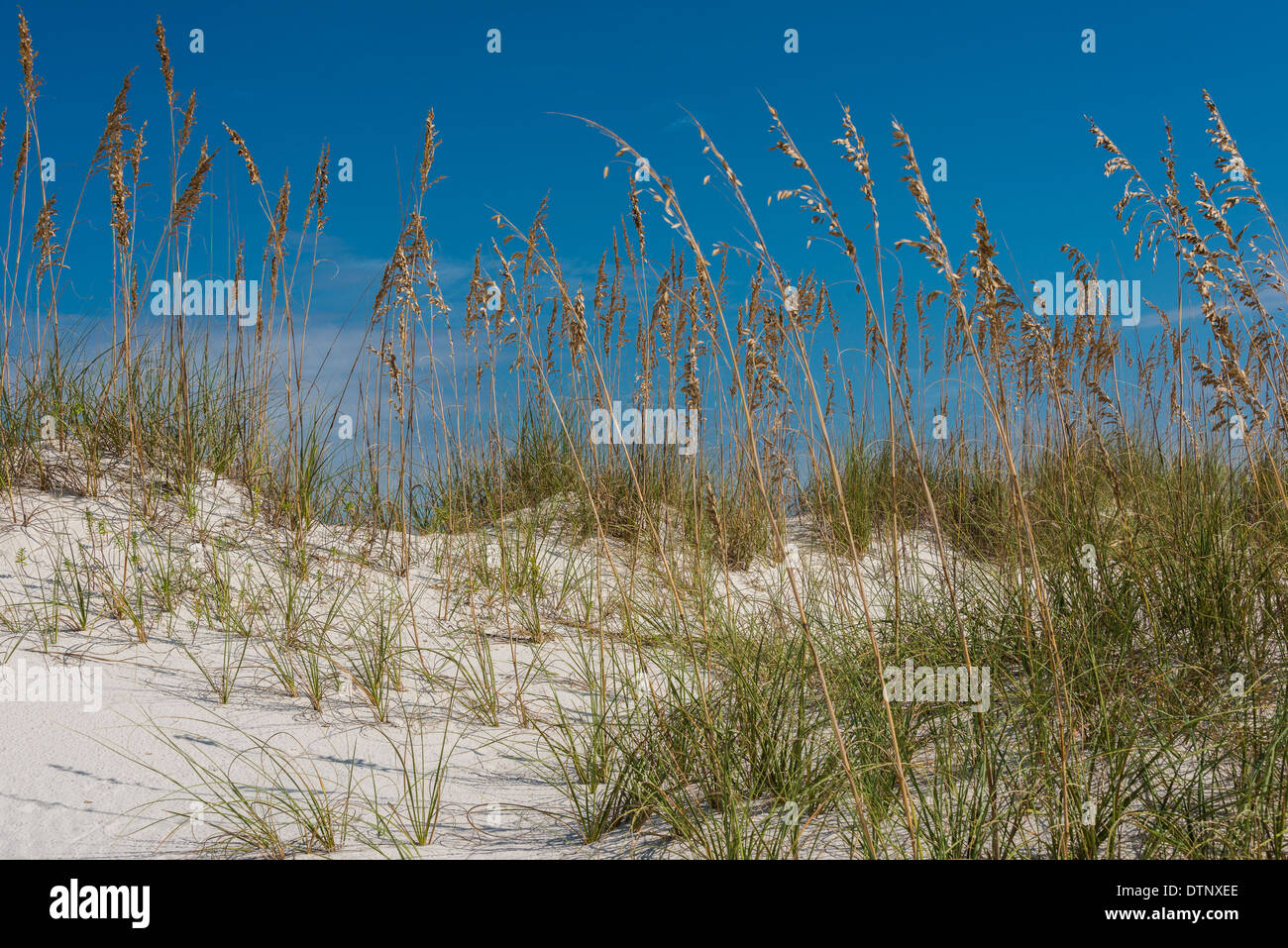 Mare di avena (Uniola paniculata), Spiaggia di Pine Trail, Bon Secour National Wildlife Refuge, Fort Morgan Penisola, Gulf Shores, Alabama Foto Stock