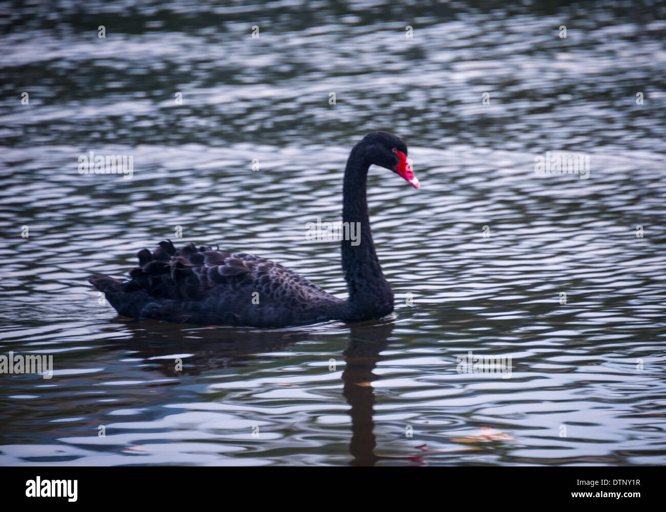 Il cigno nero (Cygnus atratus) è un grande waterbird. Melbourne Australia sul Fiume Yarra Foto Stock