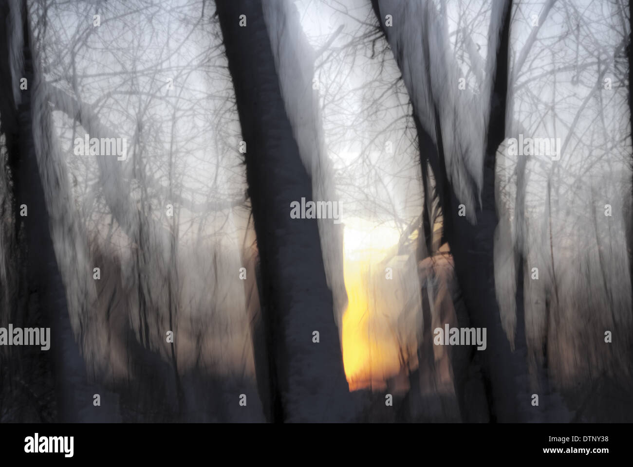 Tramonto nel bosco invernale Foto Stock