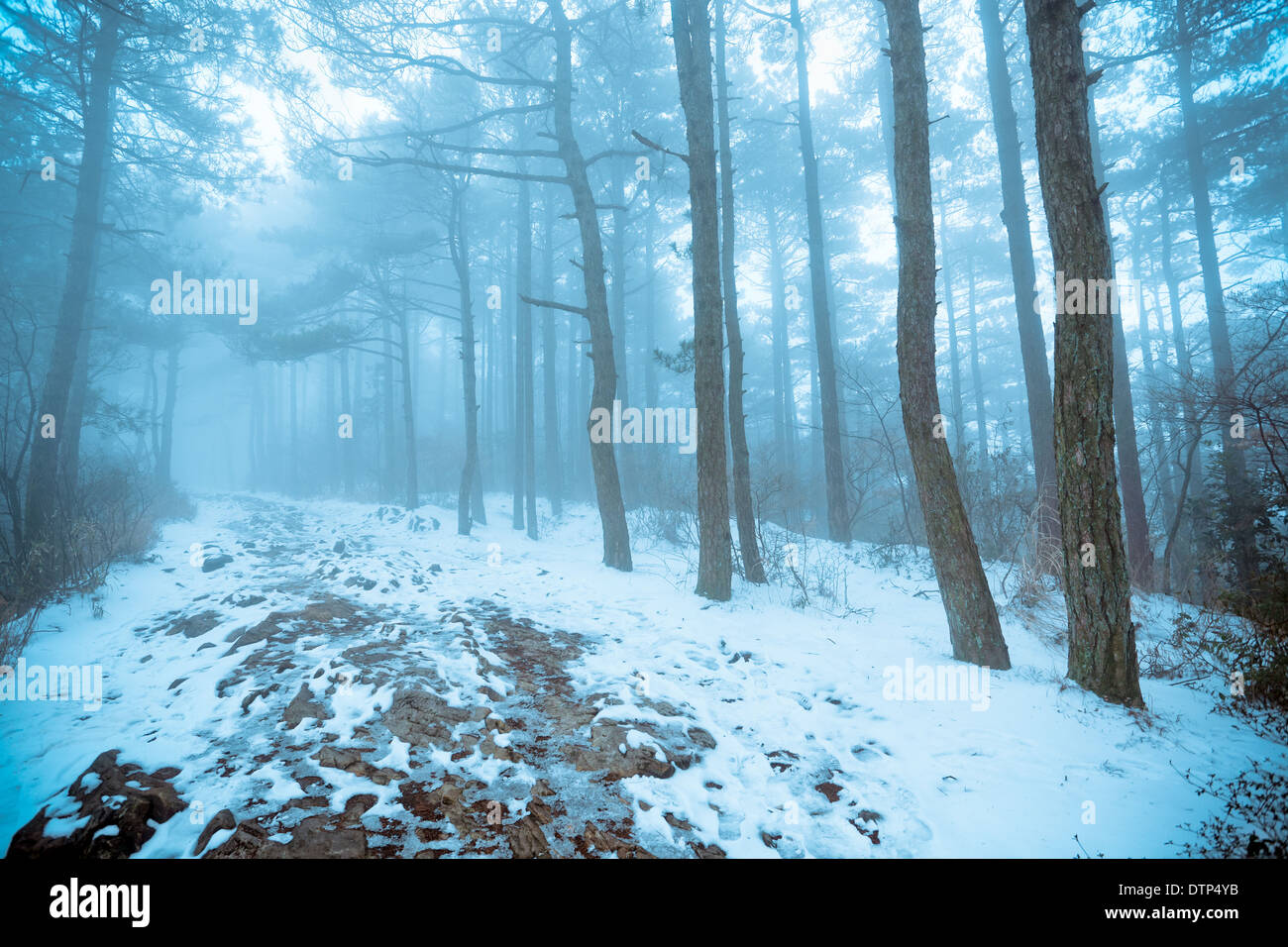 Pineta nella nebbia e neve Foto Stock