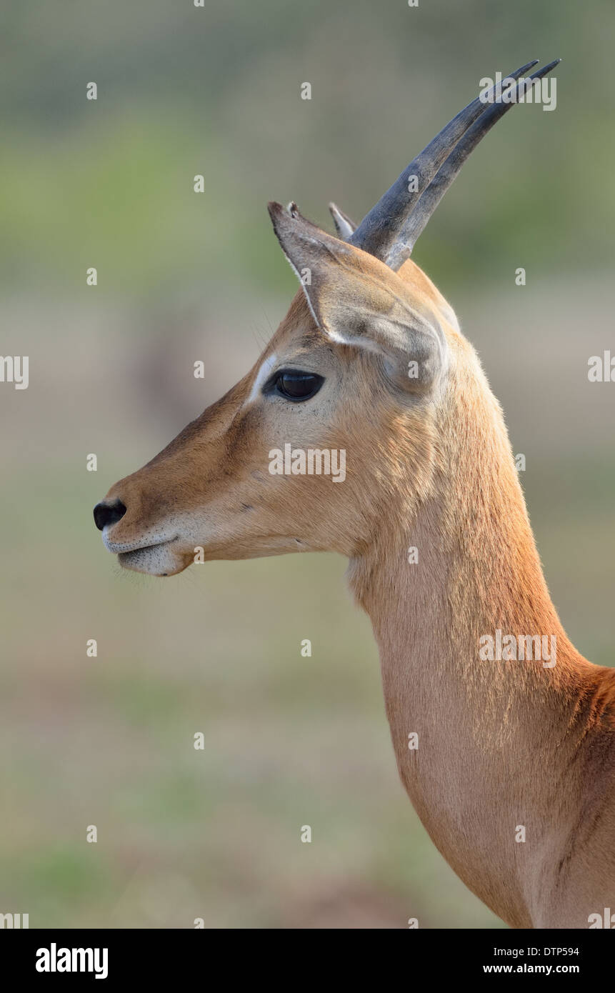 Impala (Aepyceros melampus), Kruger National Park, Sud Africa e Africa Foto Stock
