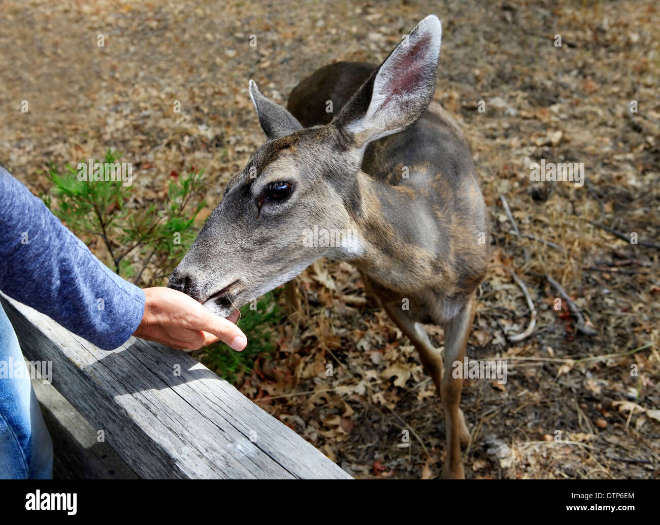 Doe ritratto dettagliato. In California. Parco Nazionale di Yosemite Foto Stock