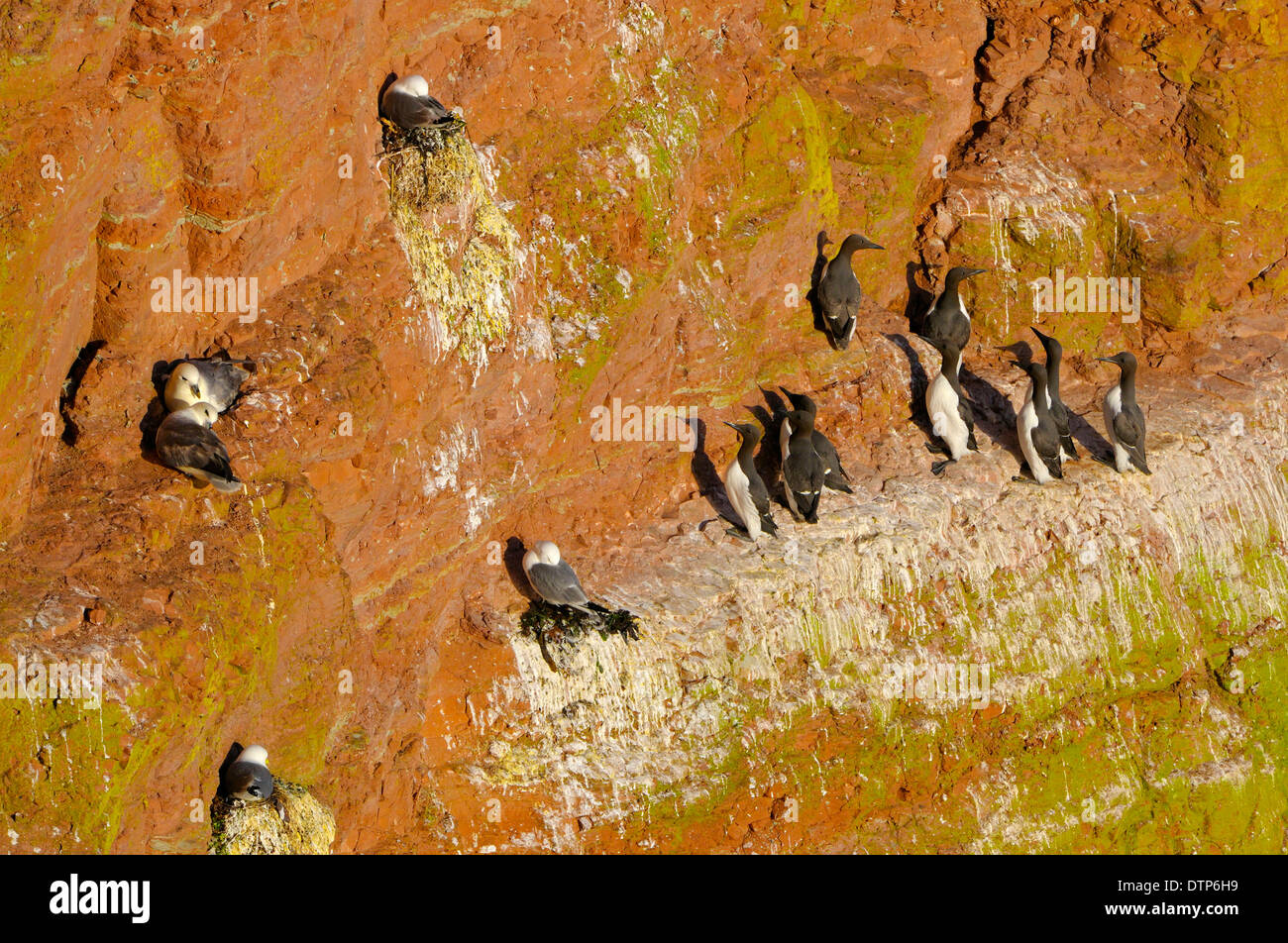 Colonia di allevamento Guillemots nord nero Fulmars zampe Kittiwakes Helgoland Schleswig-Holstein Germania / (Uria aalge) Foto Stock