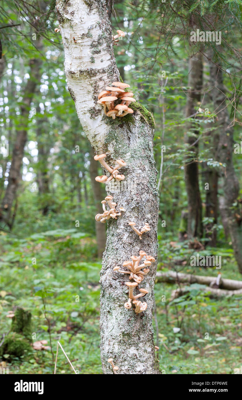 Molti arancio brunastro o funghi crescono su un gambo di albero Foto Stock