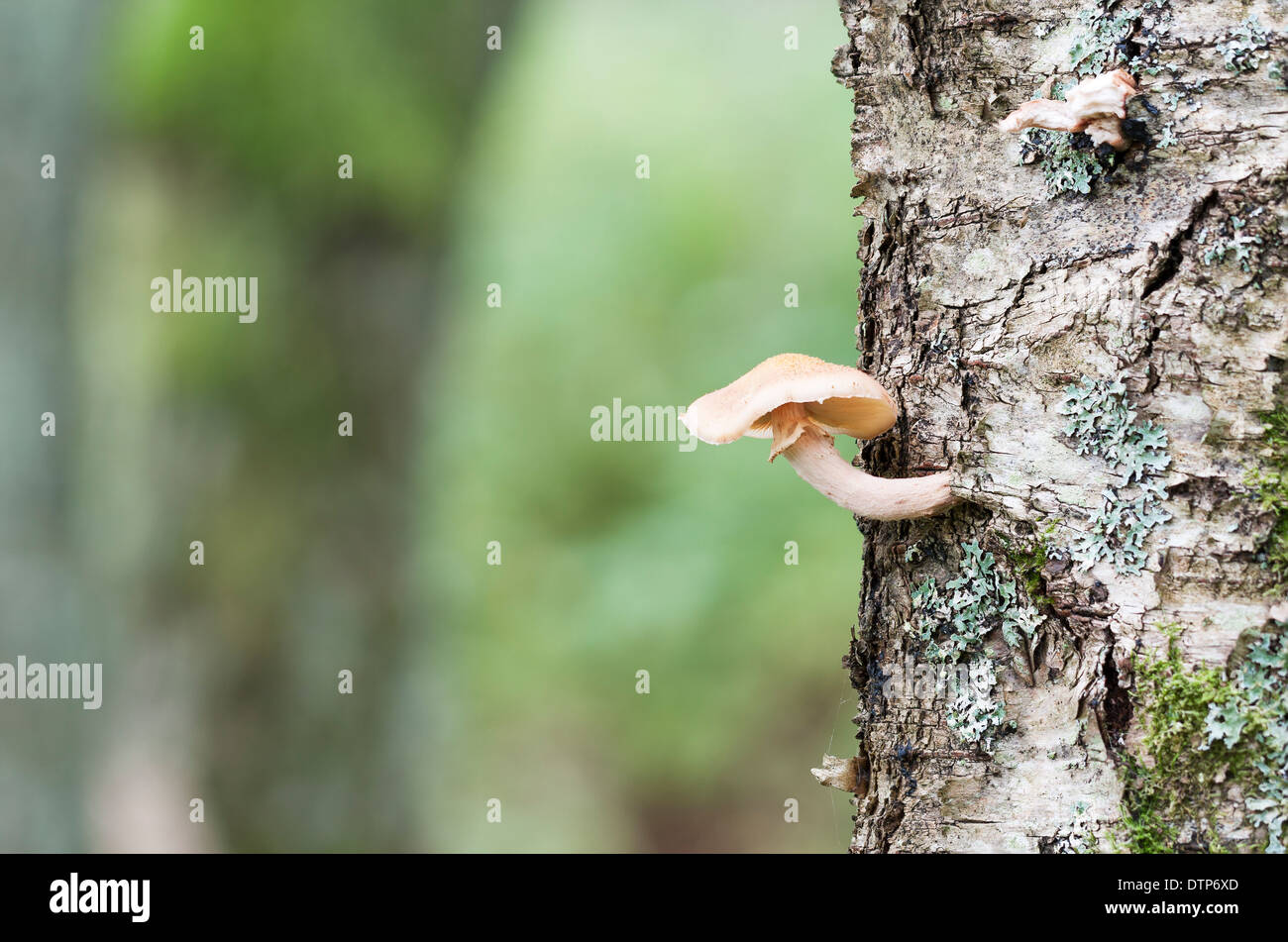 Piccolo fungo o funghi crescono su una betulla stelo in autunno Foto Stock