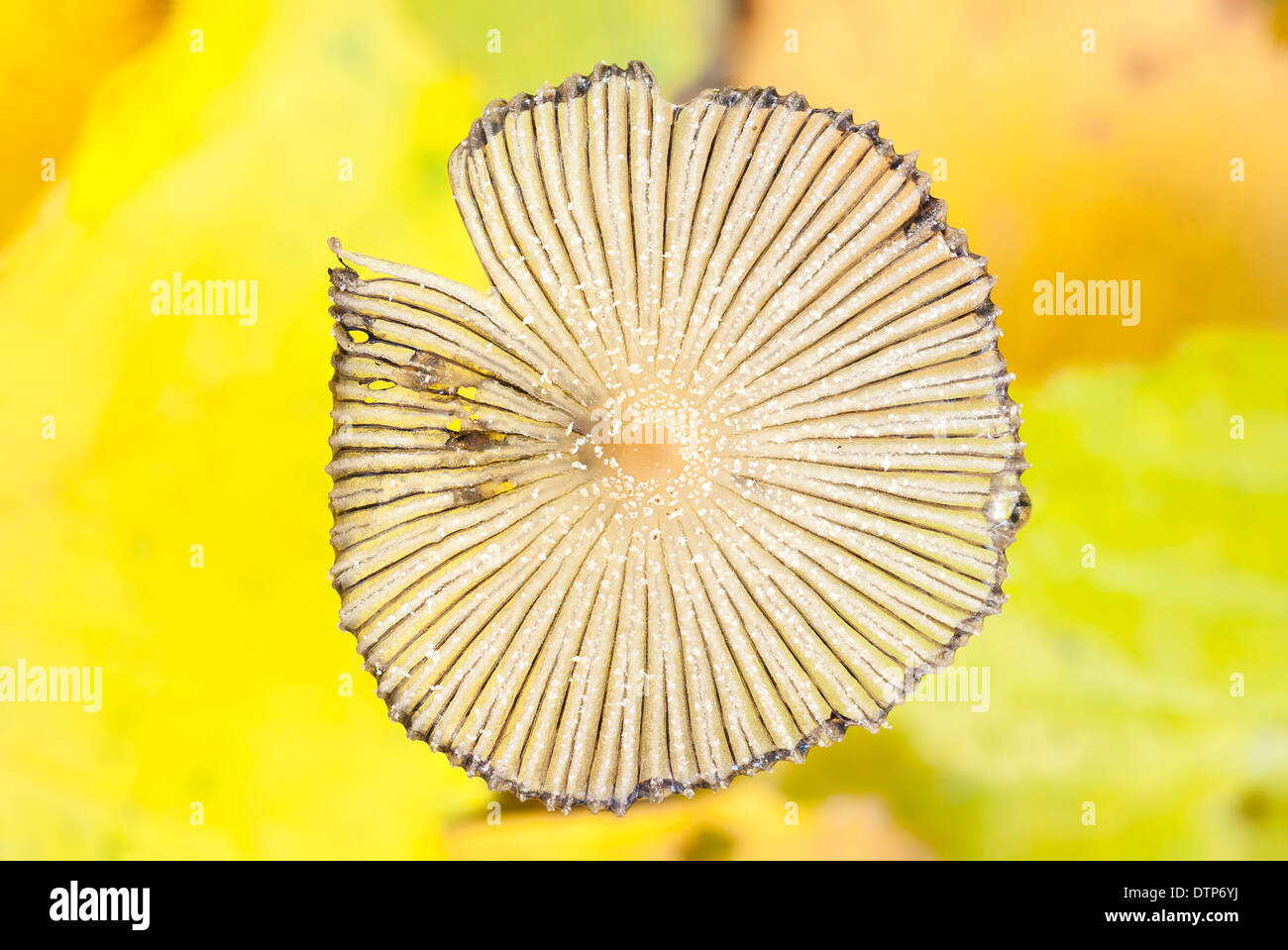 Primo piano di un fungo non commestibile il tappo dalla parte superiore Foto Stock