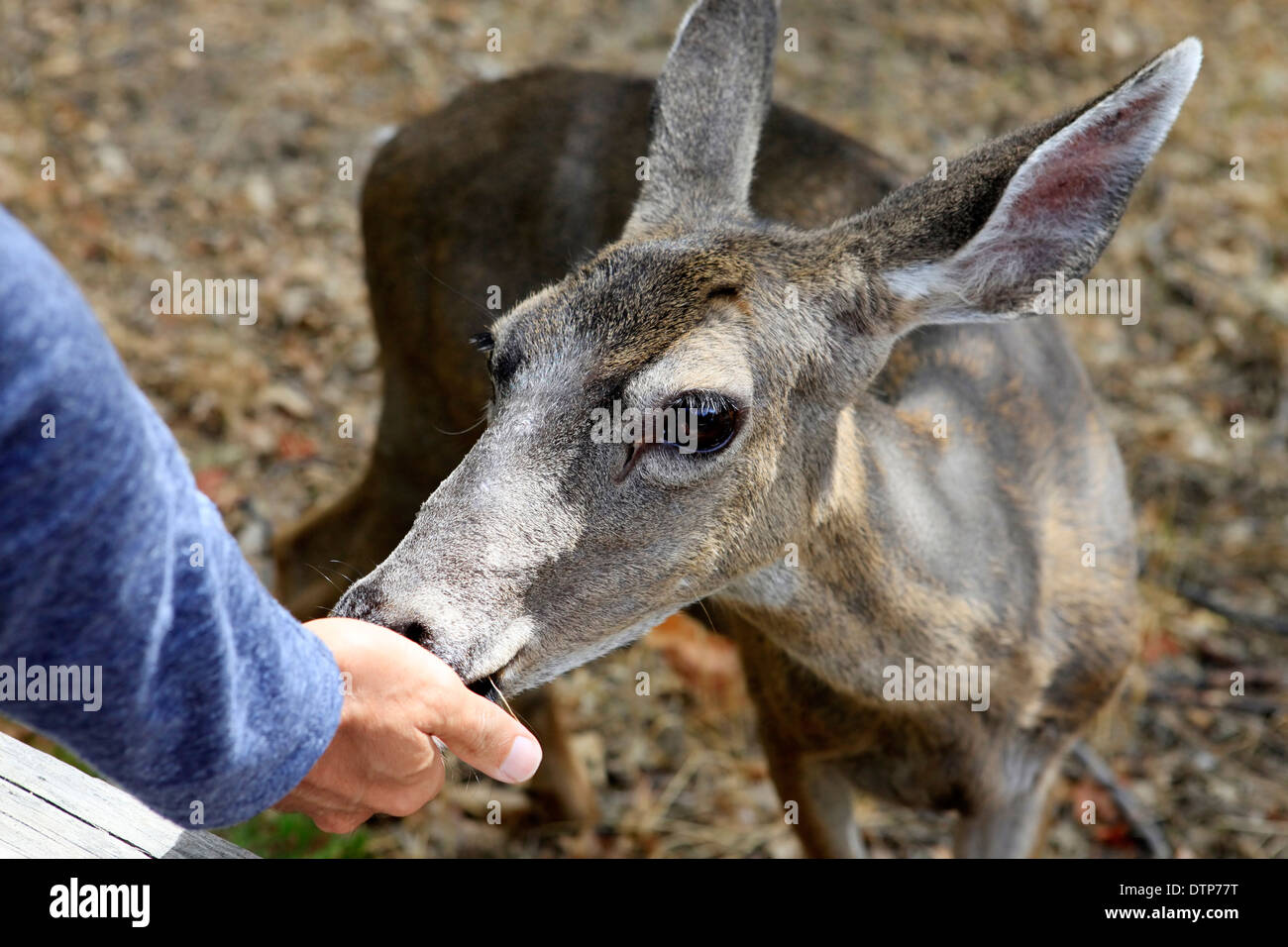 Doe ritratto dettagliato. In California. Parco Nazionale di Yosemite Foto Stock