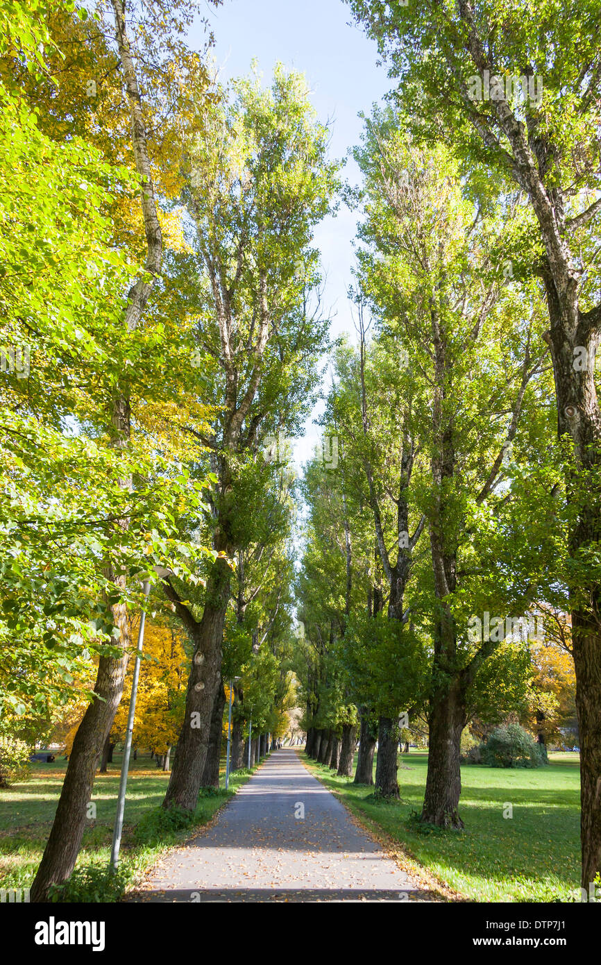 Lungo viale o avenue circondata da alti alberi verdi Foto Stock