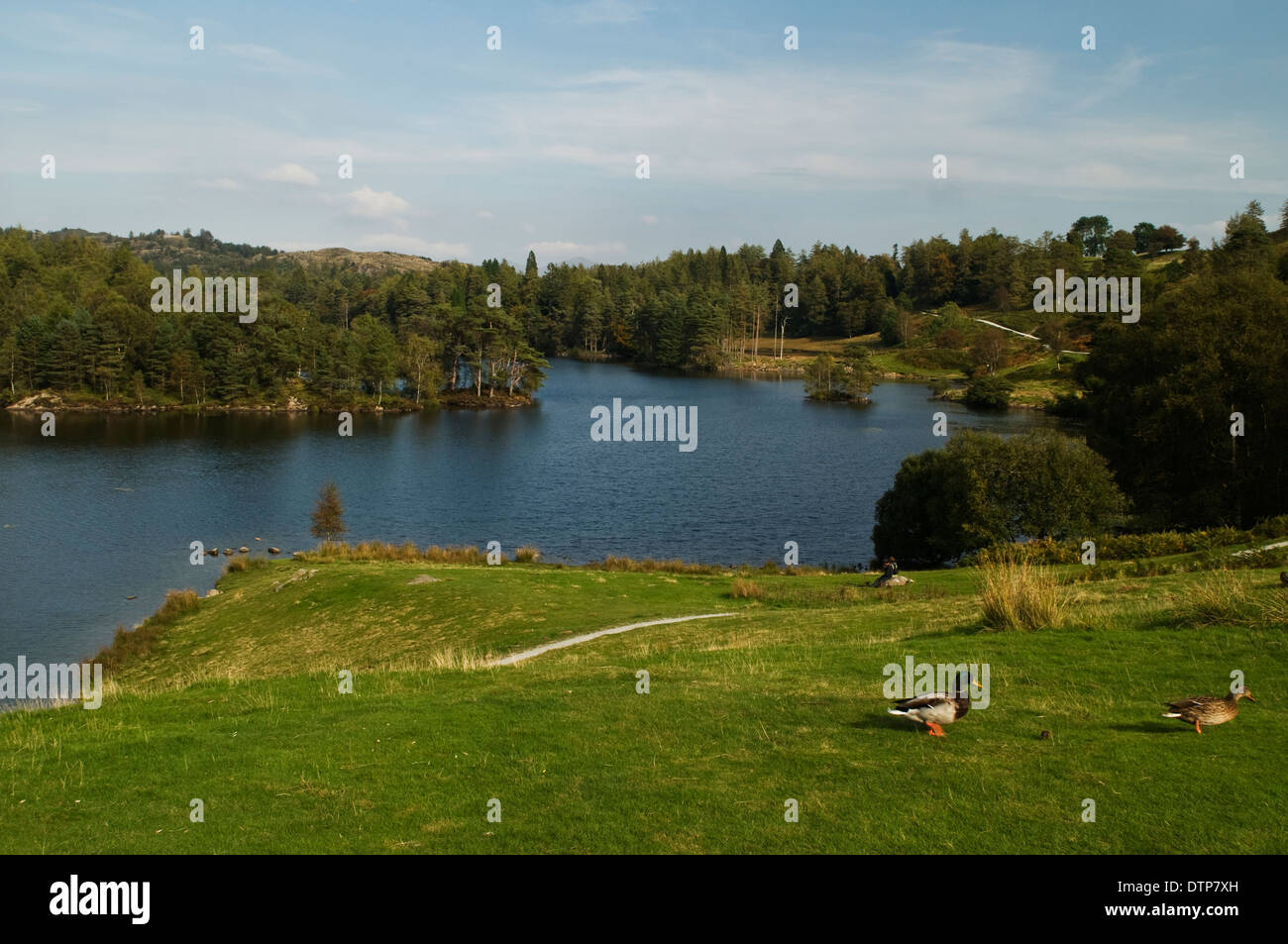 In appoggio al di sopra del Tarn Cumbria Foto Stock