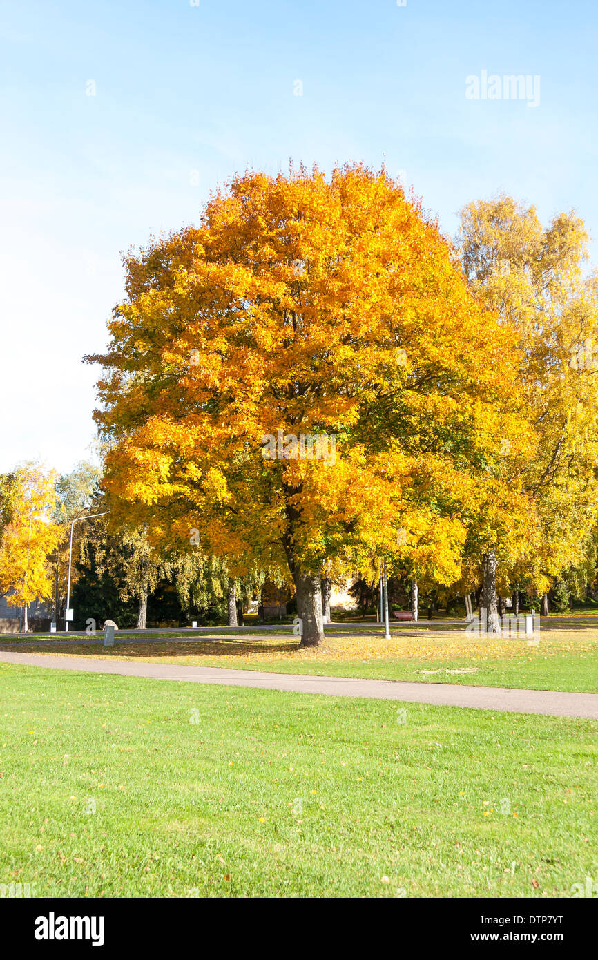 Grandi alberi colorati con foglie di giallo in autunno Foto Stock