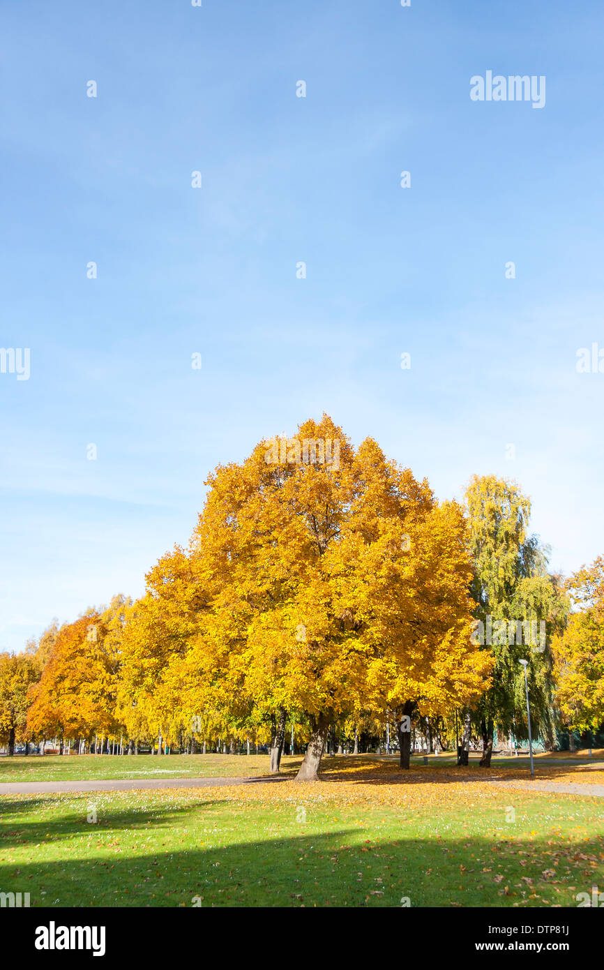 Grandi alberi colorati con foglie di giallo in autunno Foto Stock