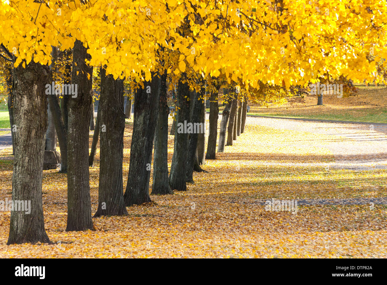 Molti alberi con colorati giallo lascia crescere in fila in un parco in autunno Foto Stock