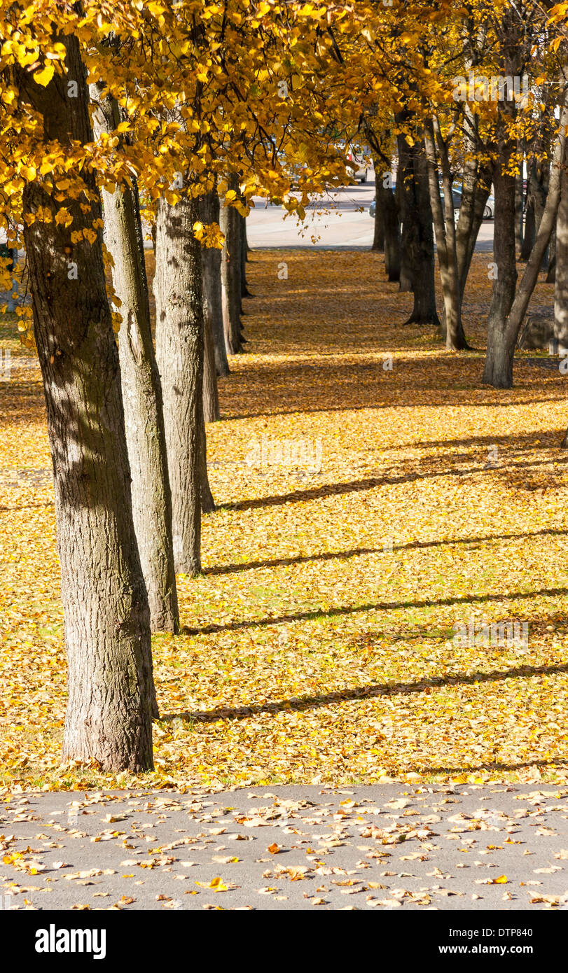 Molti alberi con colorati giallo lascia crescere in fila in un parco in autunno Foto Stock