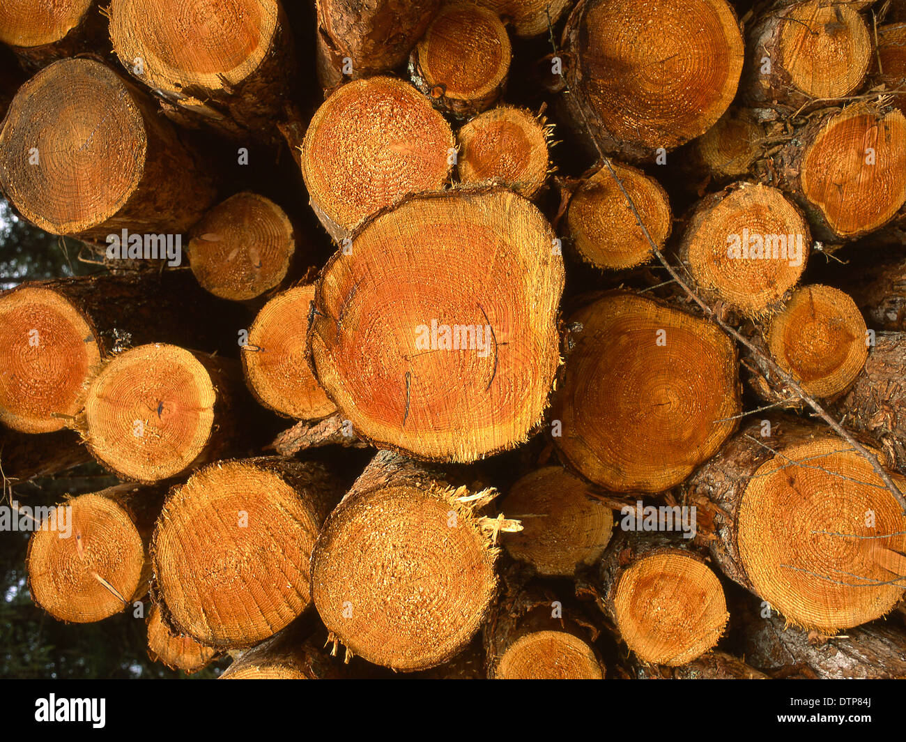Segherie di log logging Foto Stock
