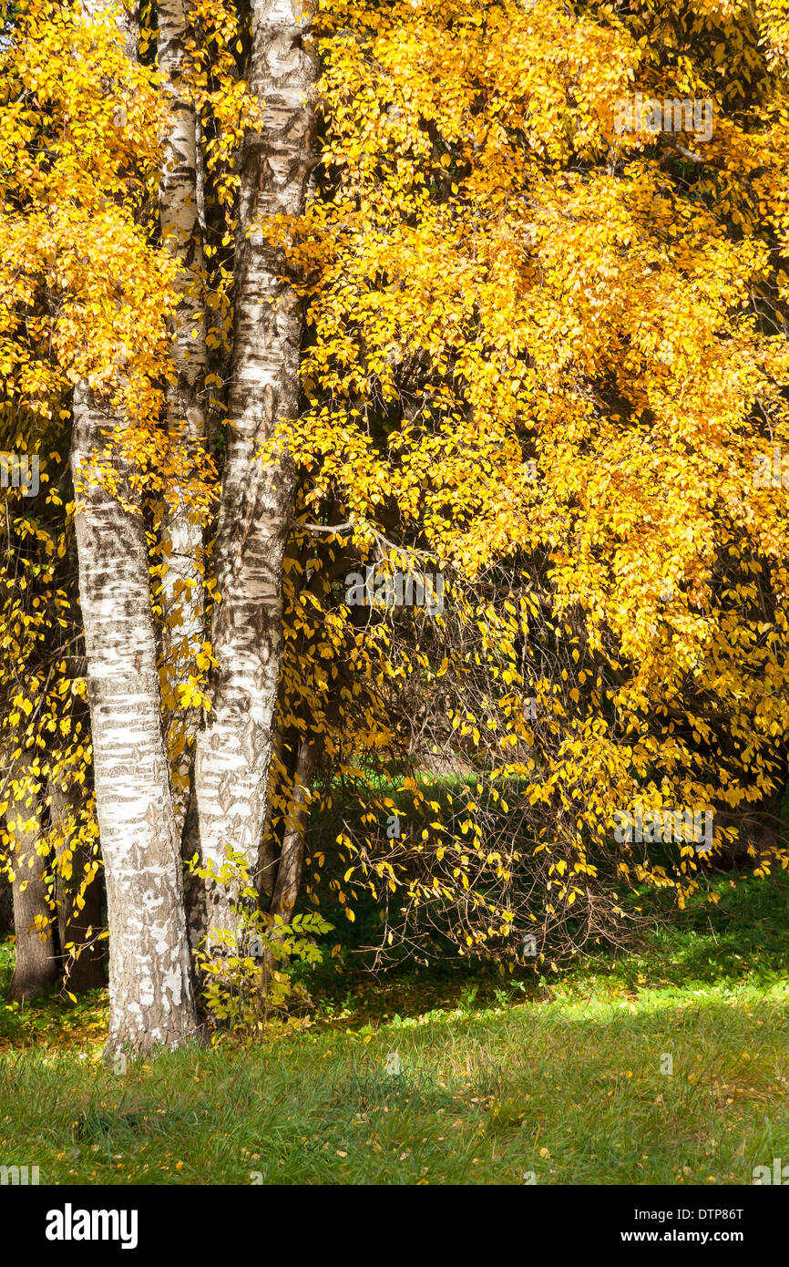 Alberi con colorati in giallo le foglie in autunno Foto Stock