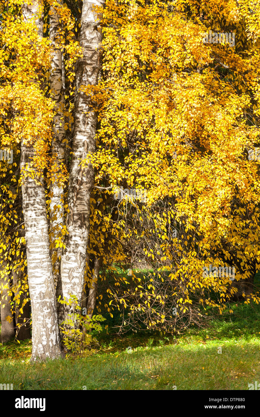 Alberi con colorati in giallo le foglie in autunno Foto Stock