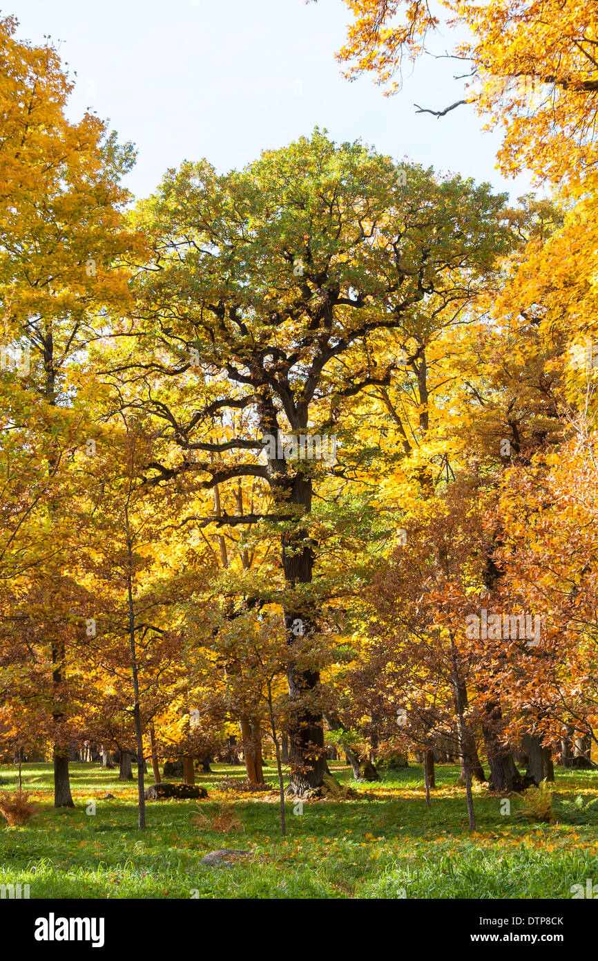 Alti alberi con foglie colorate in bosco rado in autunno Foto Stock