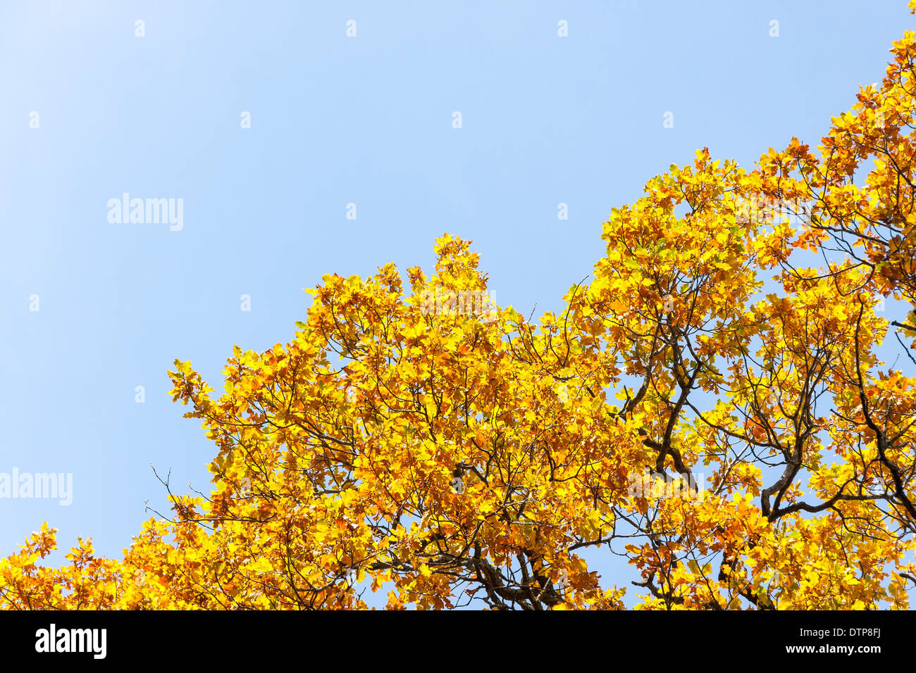 Golden Autumn Leaves, azzurro cielo in background Foto Stock