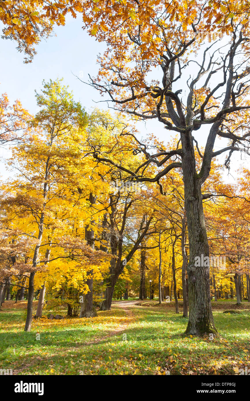 Alti alberi con foglie colorate in bosco rado in autunno Foto Stock