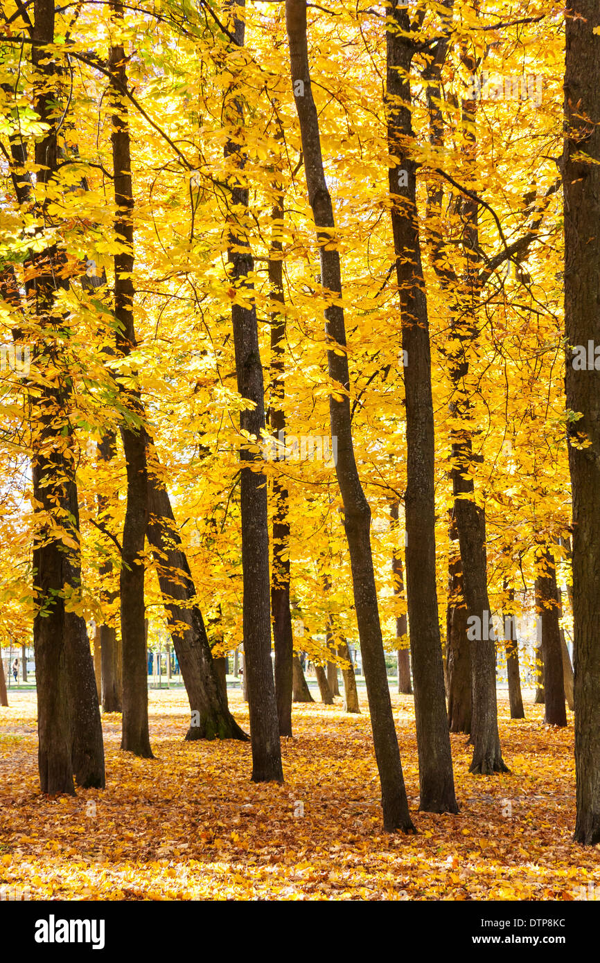 Molti alberi di alto fusto con oro o di foglie di giallo in un bosco rado in un parco Foto Stock