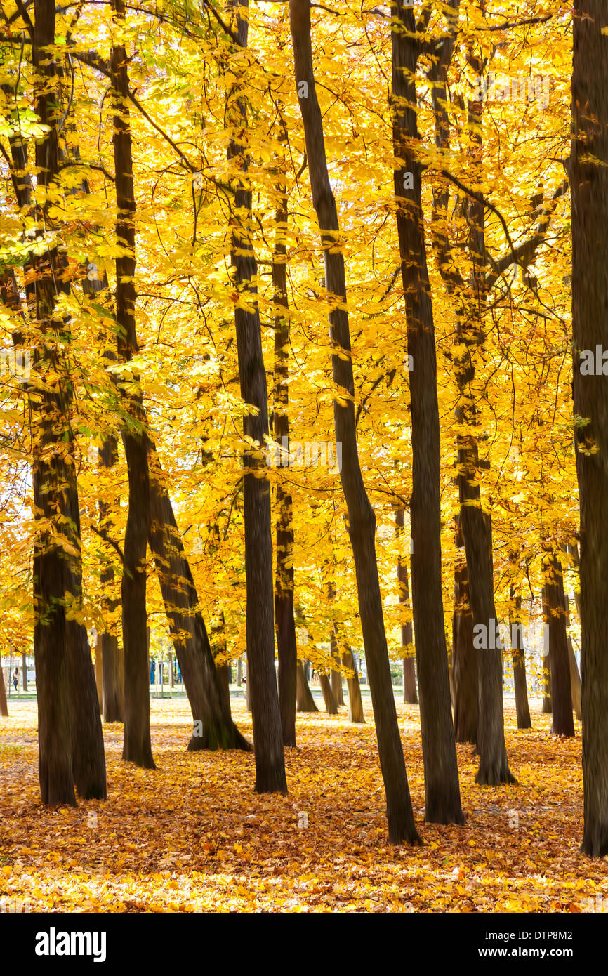 Molti alberi di alto fusto con oro o di foglie di giallo in un bosco rado in un parco. Gli steli ad albero sono lisciati. Foto Stock
