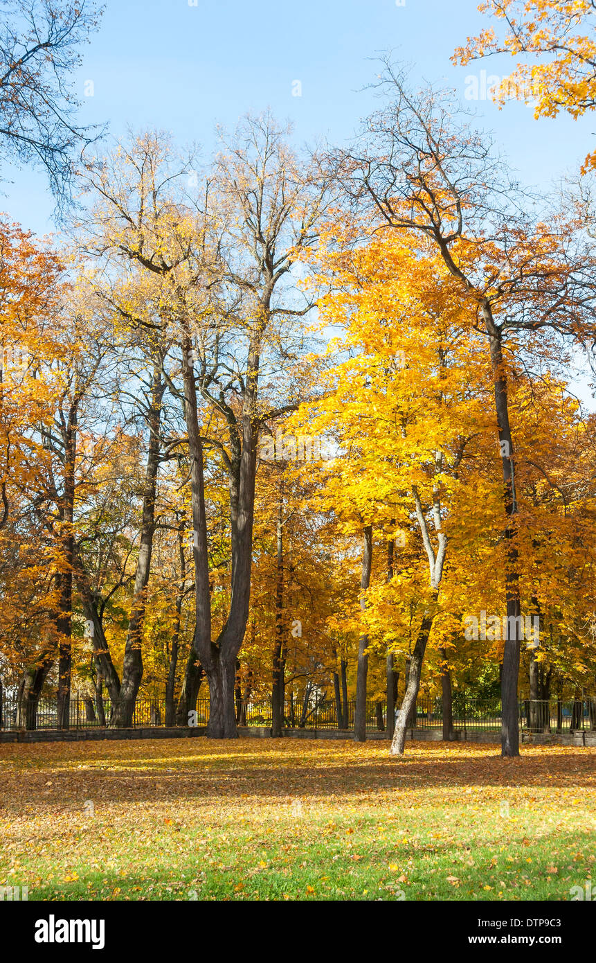 Grandi alberi colorati con foglie di giallo in autunno Foto Stock