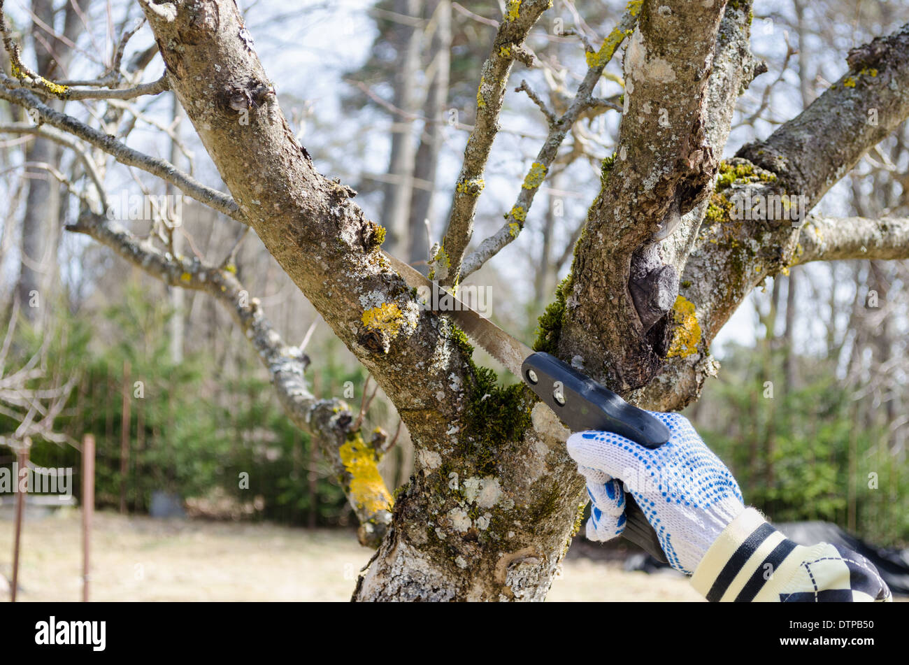 Mano con guanto tenere piccole vide i fitti rami secchi di alberi da frutto Foto Stock