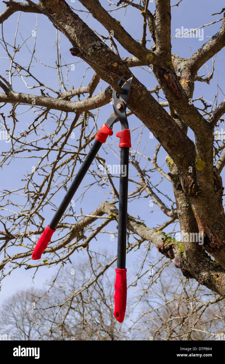Grande giardino tagliasiepe appendere alta sul vecchio frutto secco ramo di albero nella primavera del tempo sul cielo blu sullo sfondo Foto Stock