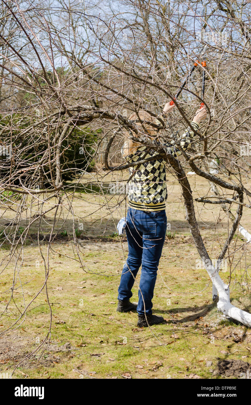 Vista posteriore delle donne con grande giardino tagliasiepe tra patuluos vecchio albero da frutta rami Foto Stock