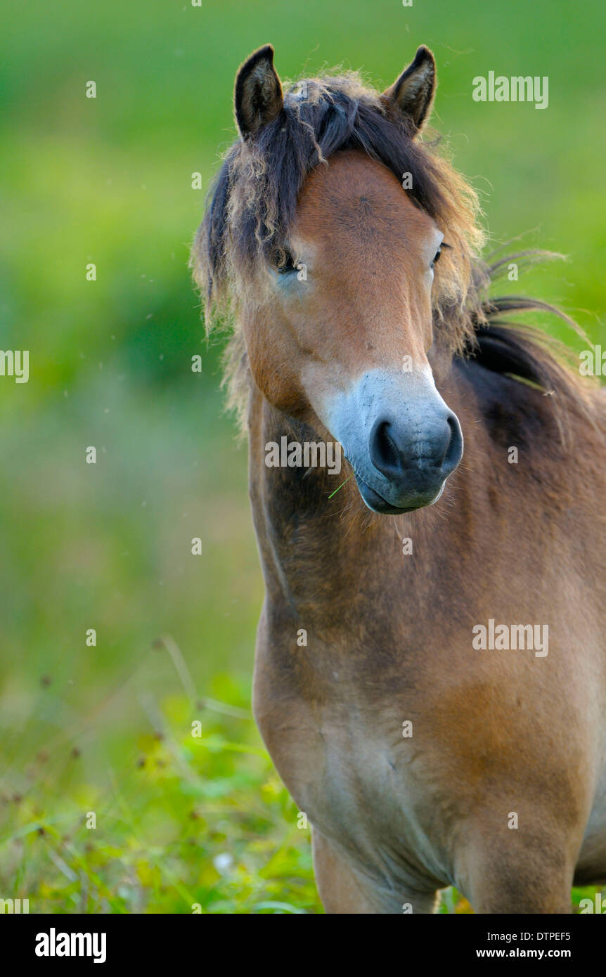 Exmoor Pony, stallone Foto Stock